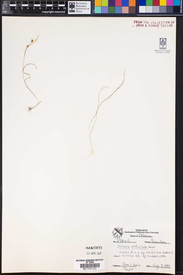 Scleria verticillata image