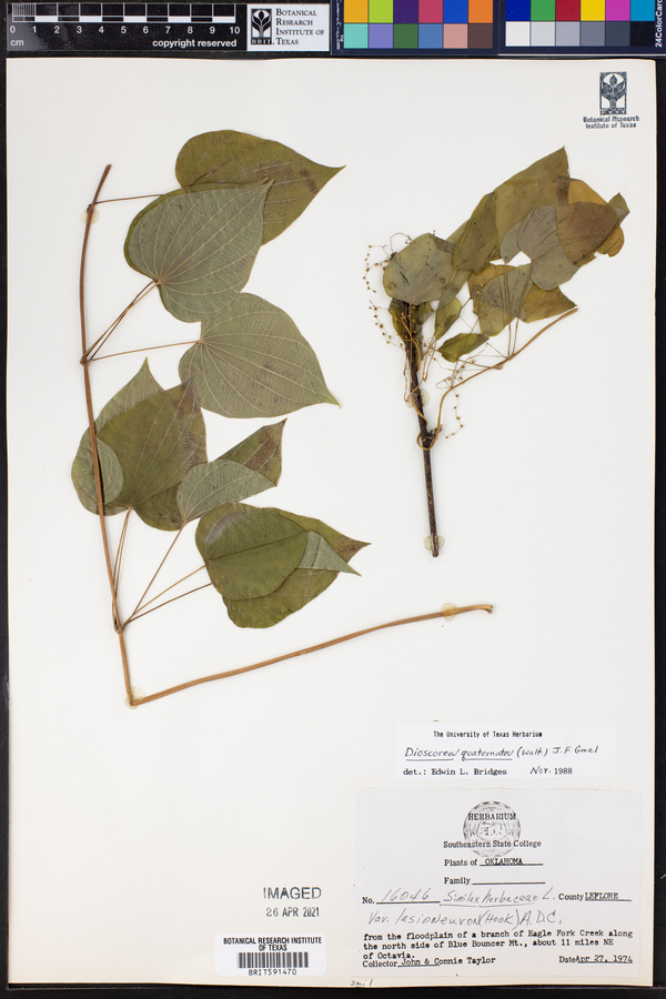 Dioscorea quaternata image