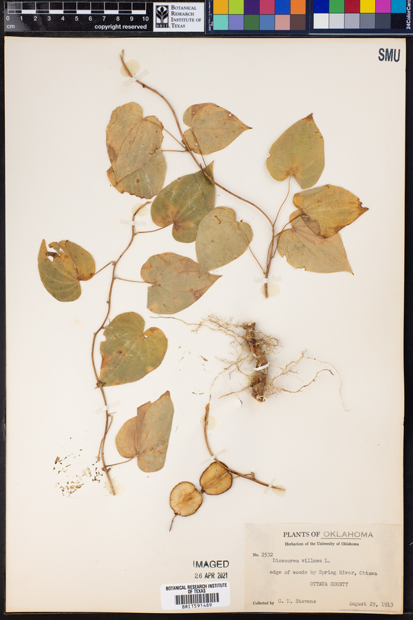 Dioscoreaceae image