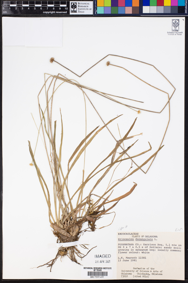 Eriocaulon decangulare image