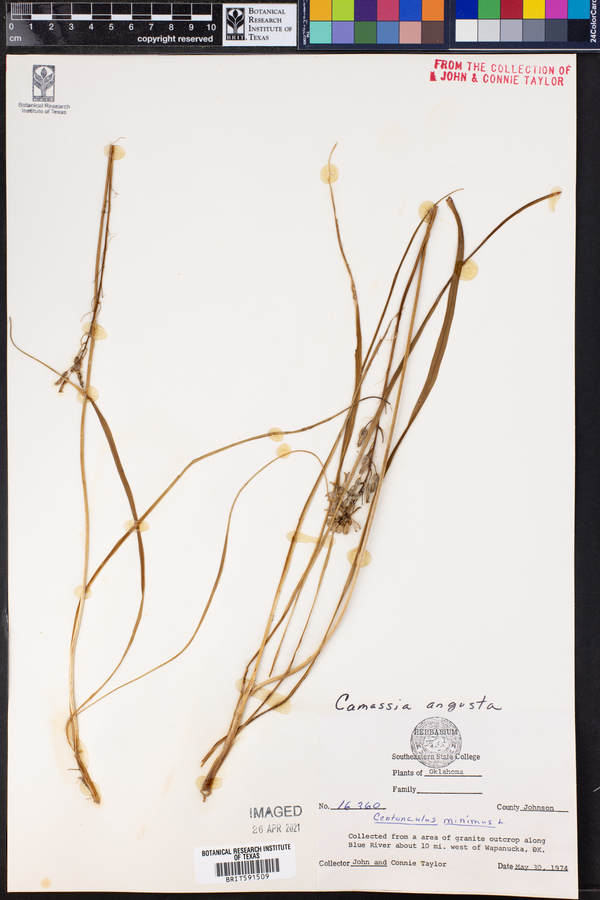 Camassia angusta image