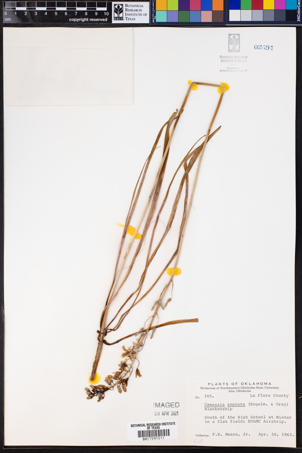 Camassia angusta image