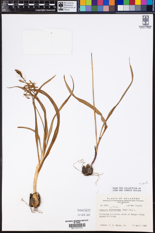 Camassia scilloides image