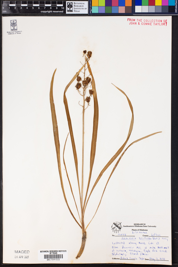 Camassia scilloides image