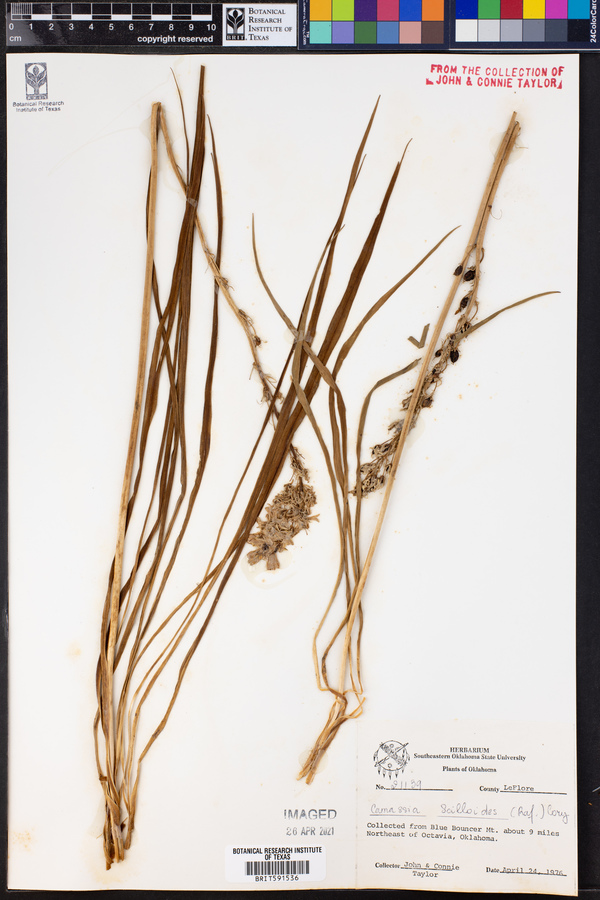 Camassia scilloides image