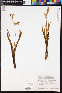 Hyacinthus orientalis image