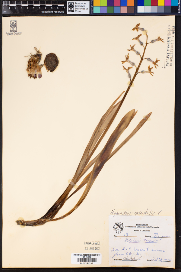 Hyacinthus image