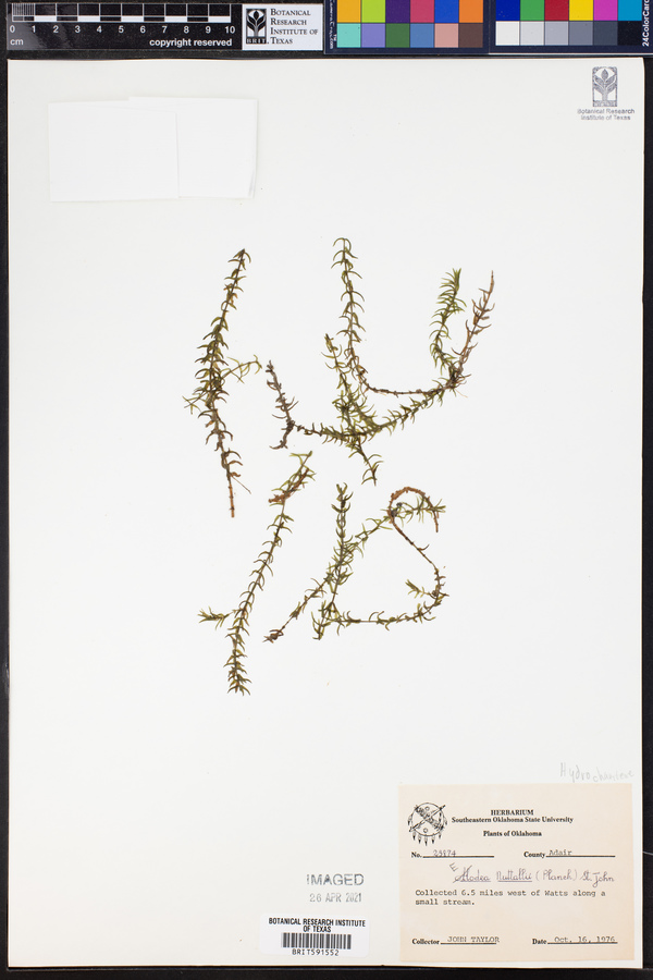 Elodea nuttallii image