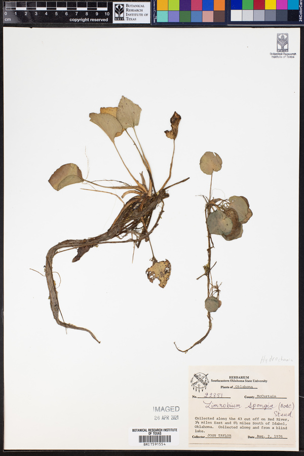 Limnobium spongia image