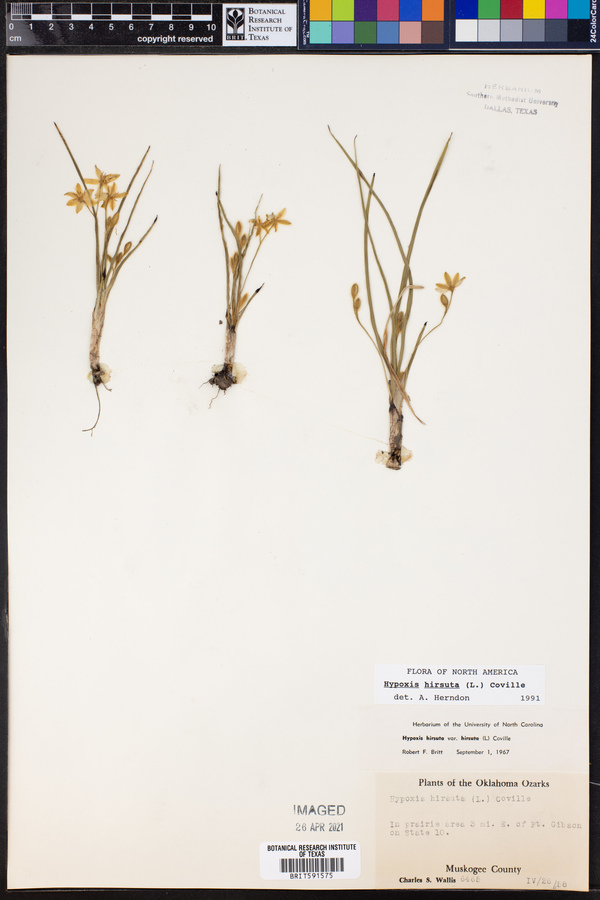 Hypoxis image