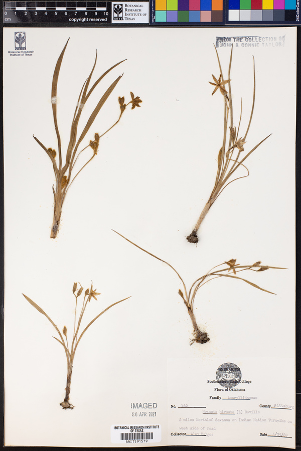 Hypoxis hirsuta image