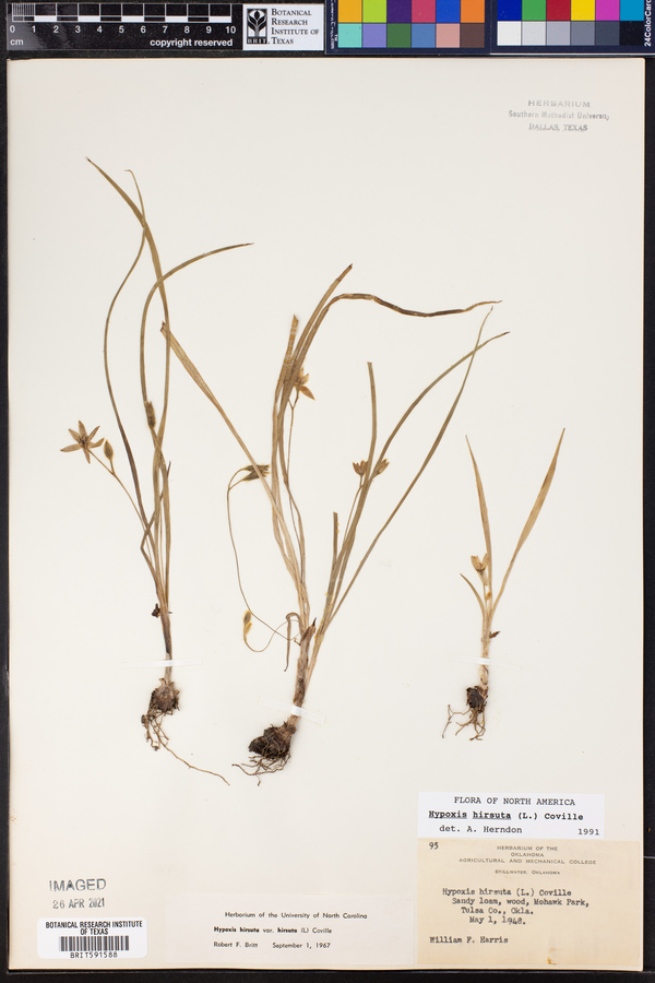 Hypoxis hirsuta image