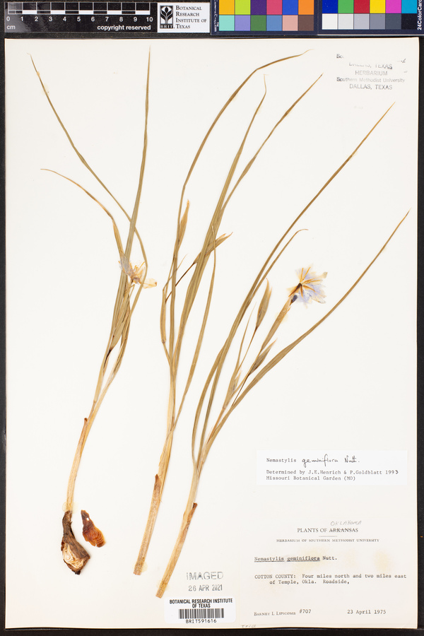 Nemastylis geminiflora image