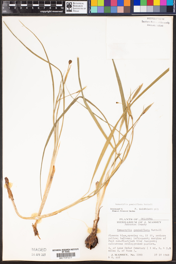 Nemastylis geminiflora image
