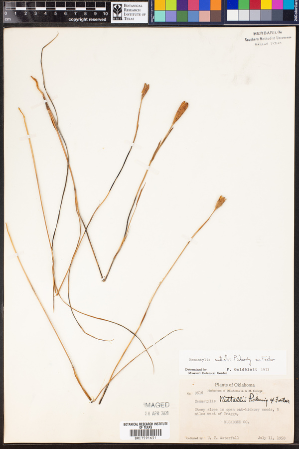 Nemastylis nuttallii image
