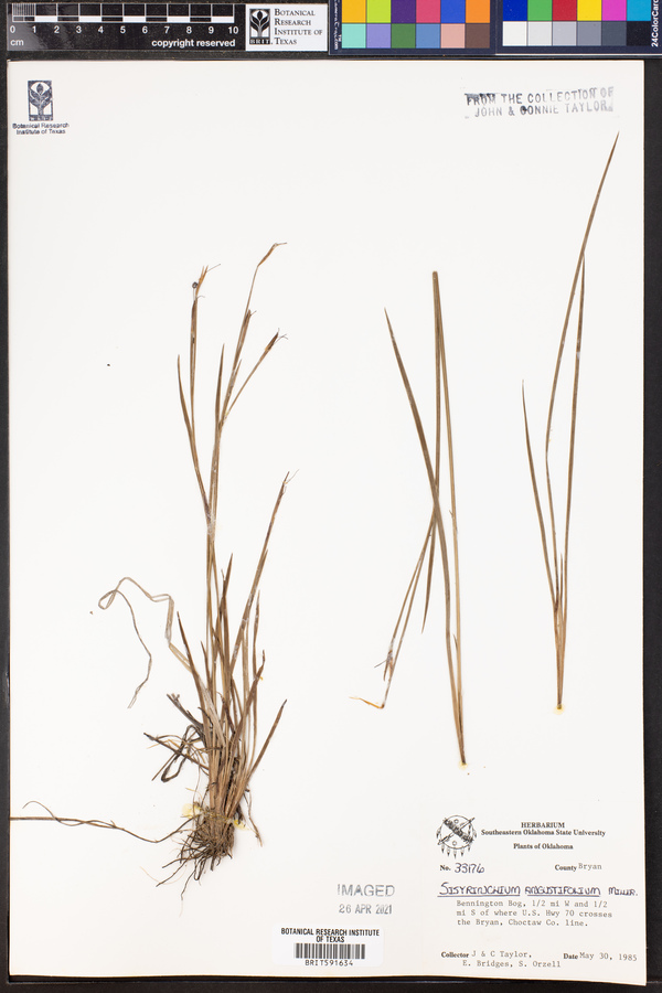 Sisyrinchium angustifolium image