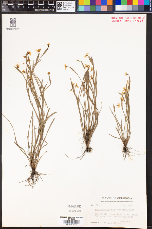 Sisyrinchium angustifolium image