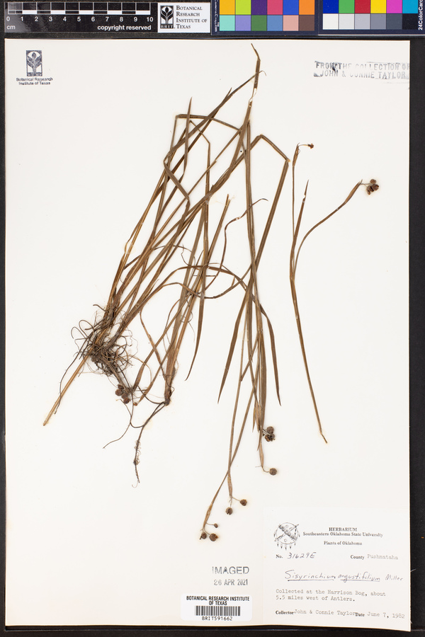 Sisyrinchium angustifolium image