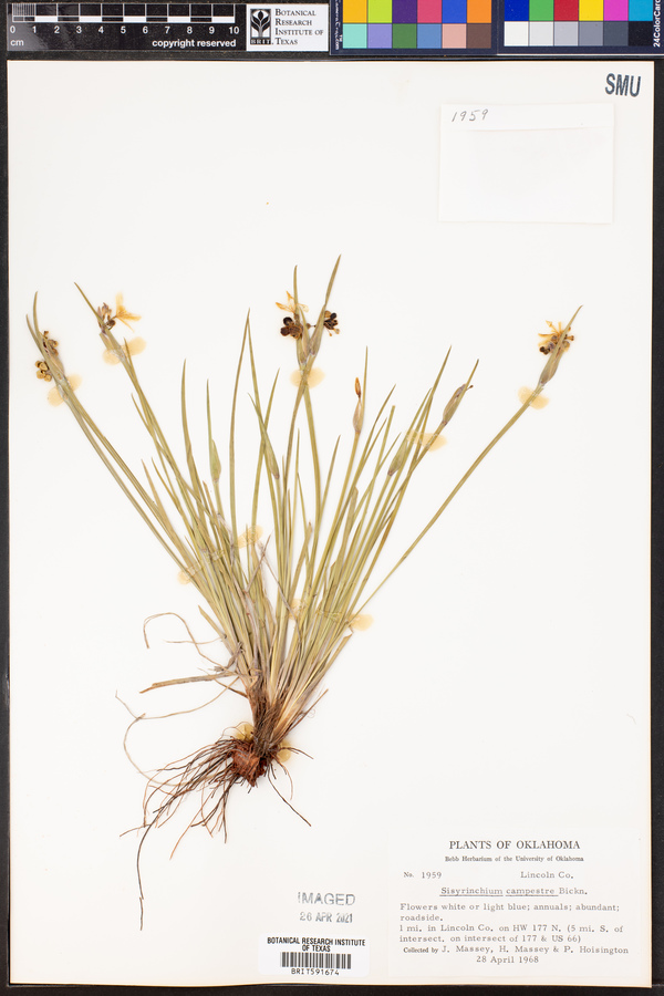 Sisyrinchium campestre image