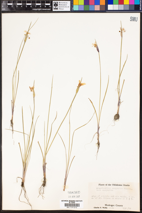 Sisyrinchium campestre image