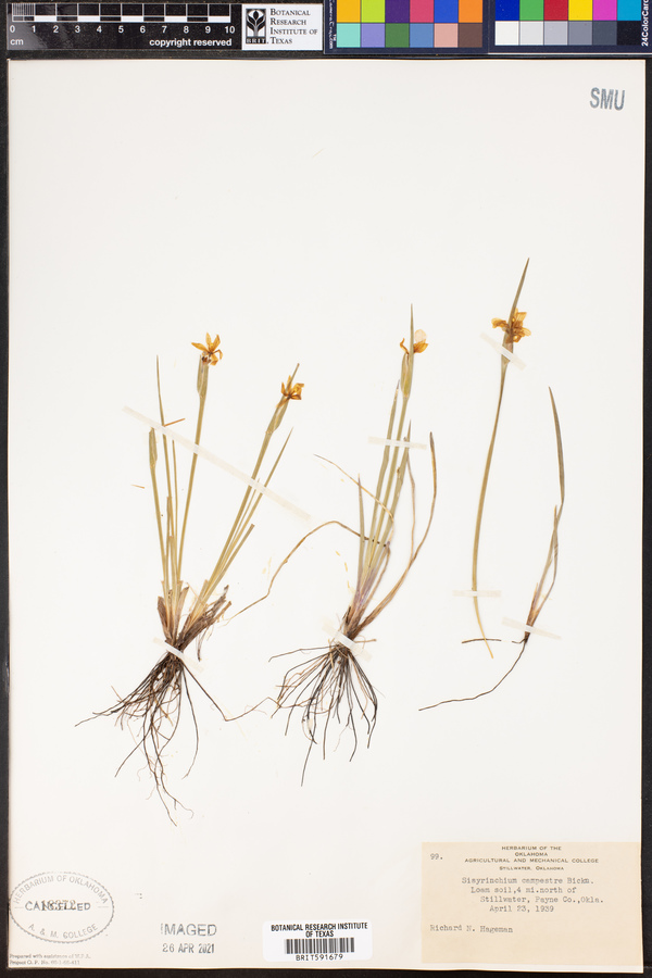 Sisyrinchium campestre image