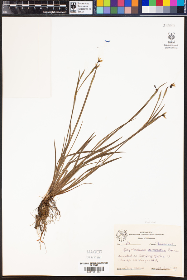 Sisyrinchium campestre image