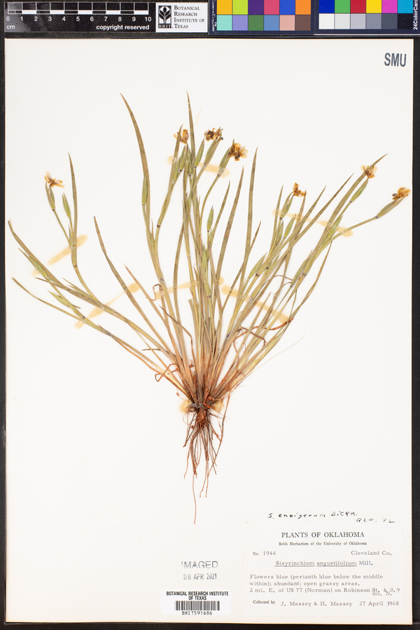 Sisyrinchium ensigerum image