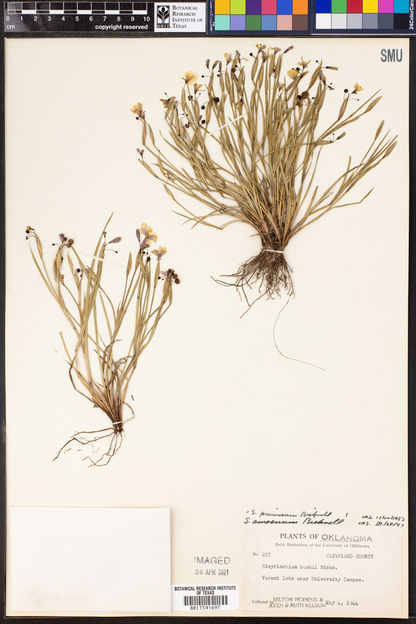 Sisyrinchium pruinosum image