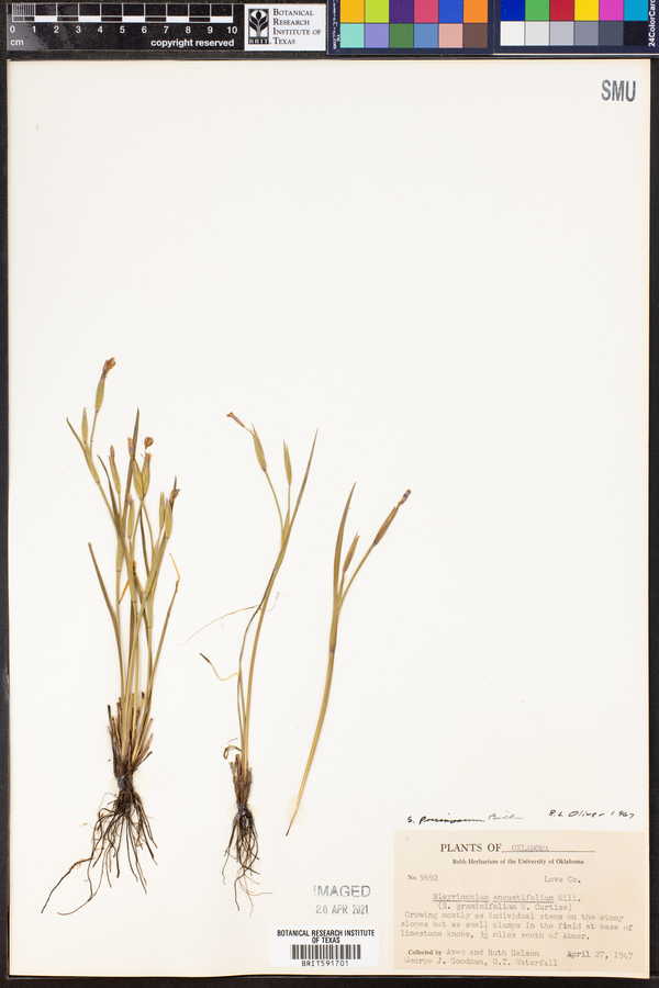 Sisyrinchium pruinosum image