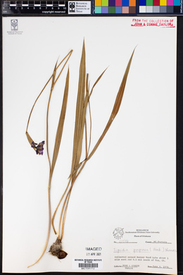 Tigridia purpurea image
