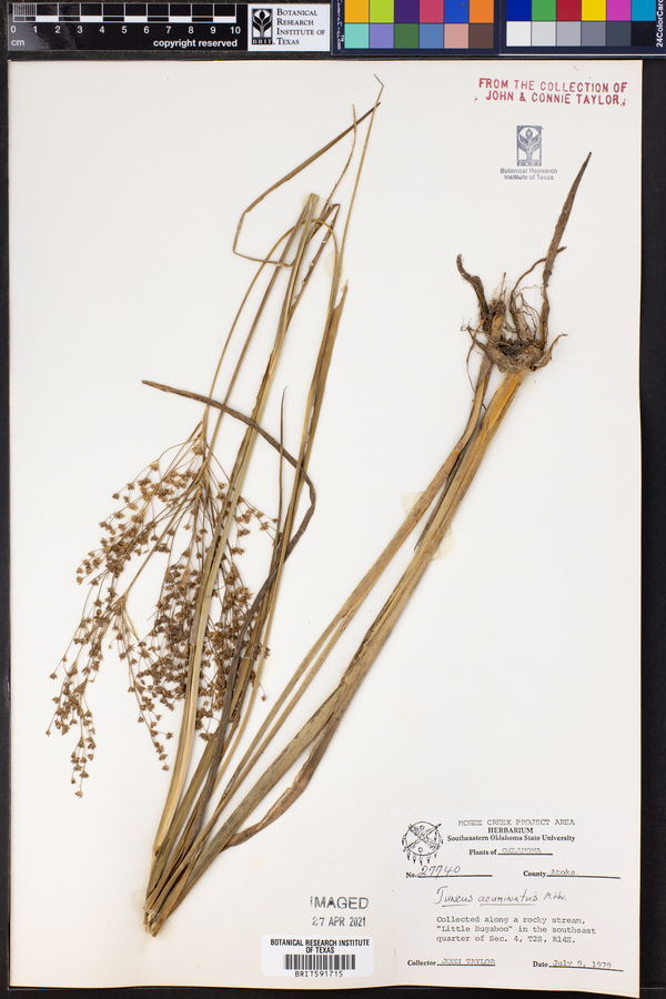 Juncus acuminatus image