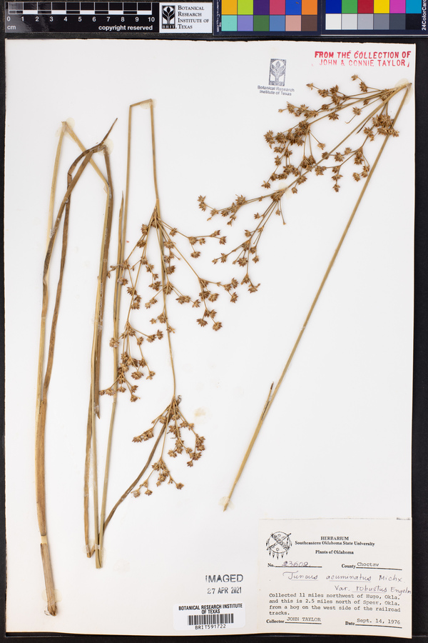 Juncus acuminatus var. robustus image