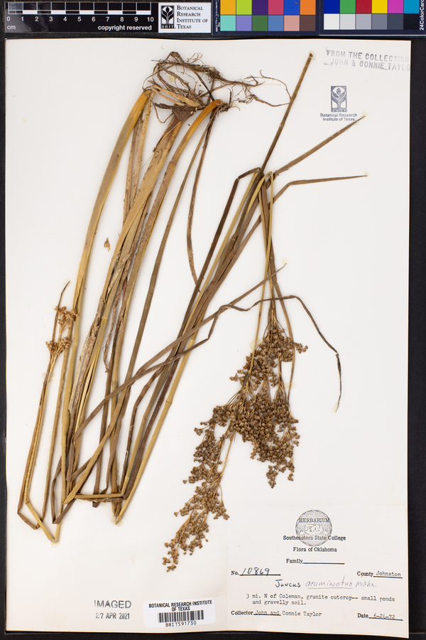 Juncus acuminatus image