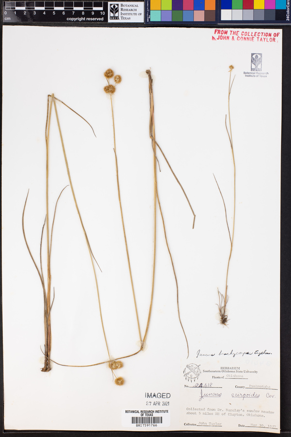 Juncus brachycarpus image
