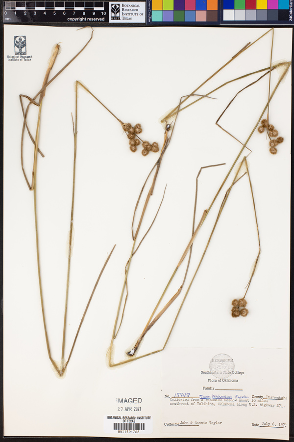 Juncus brachycarpus image