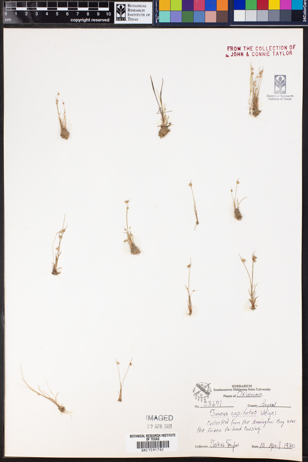 Juncus capitatus image