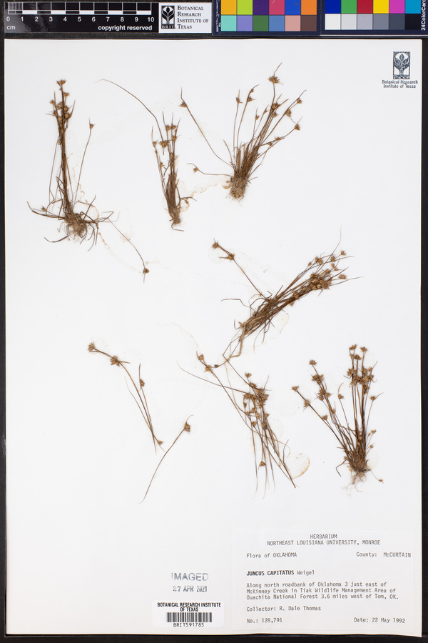 Juncus capitatus image