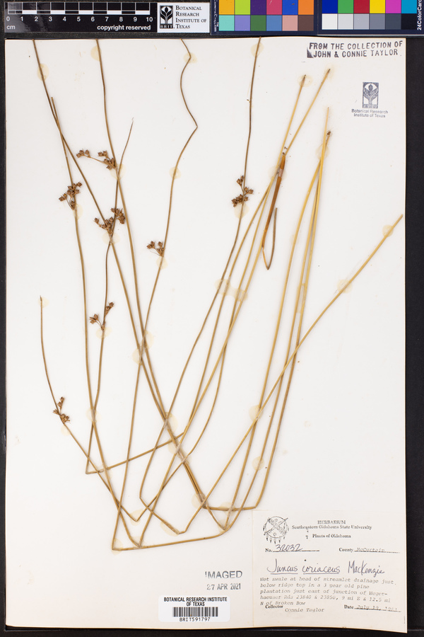 Juncus coriaceus image