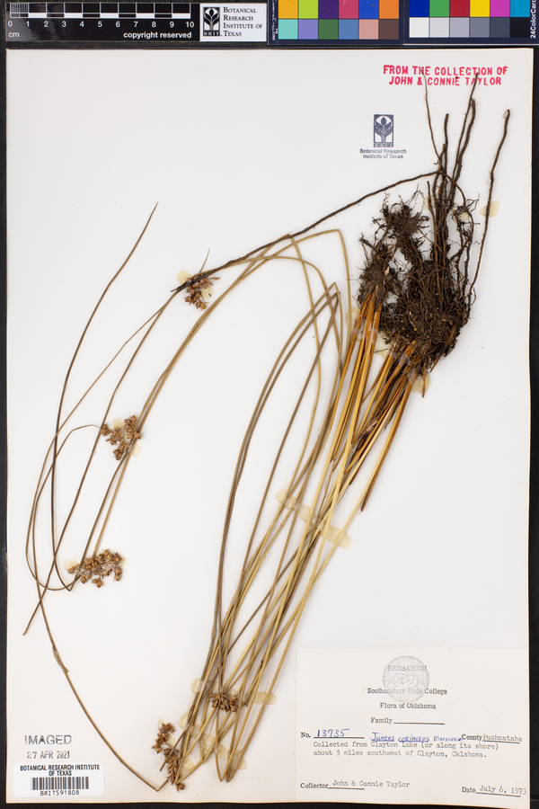 Juncus coriaceus image