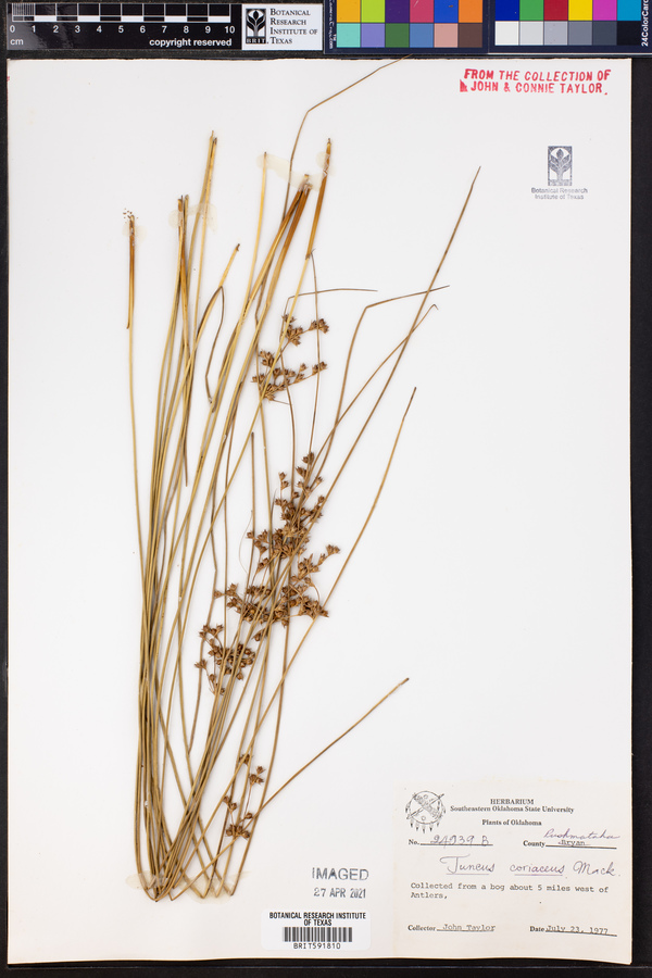 Juncus coriaceus image