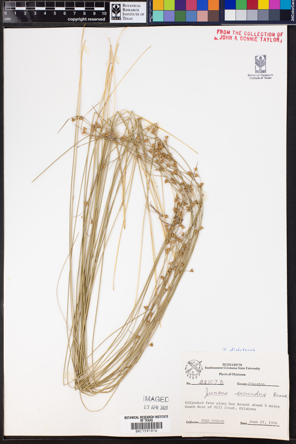 Juncus dichotomus image