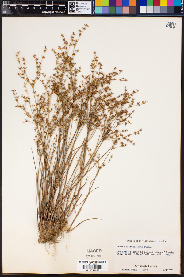 Juncus diffusissimus image