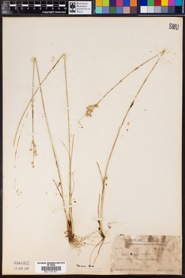 Juncus dudleyi image