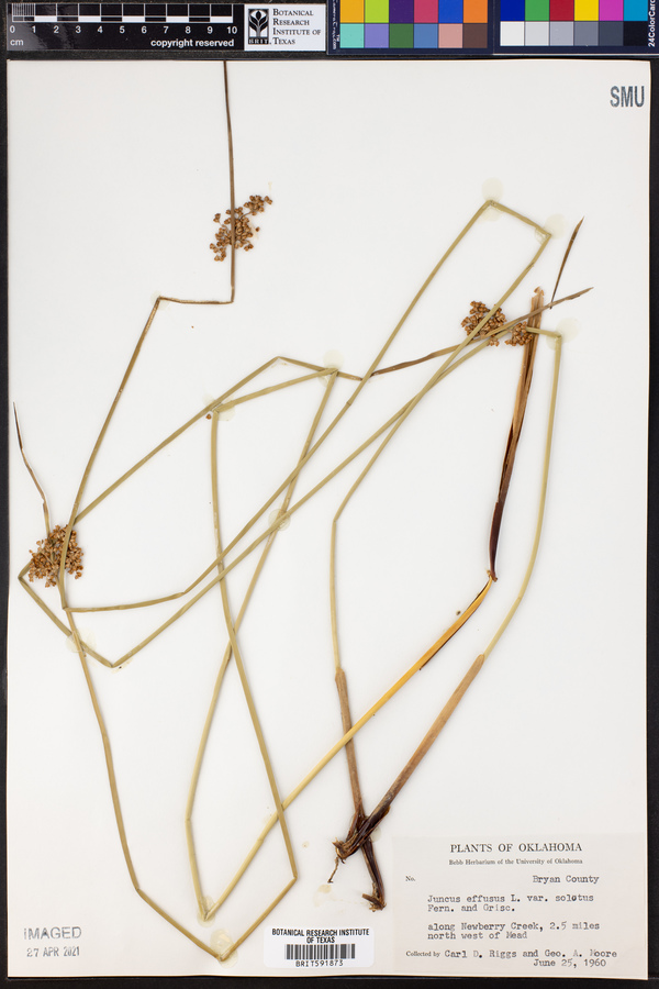 Juncus effusus var. solutus image