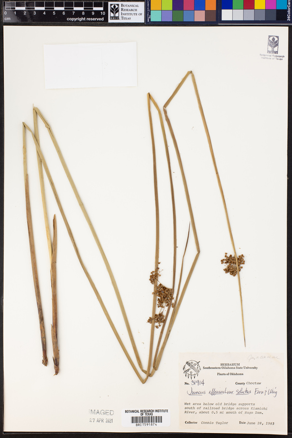 Juncus effusus image