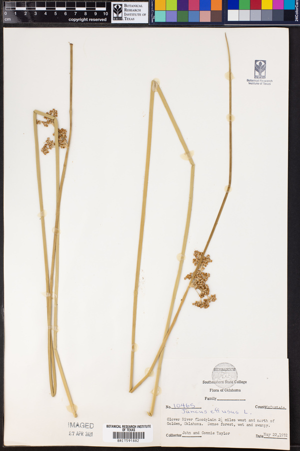 Juncus effusus image