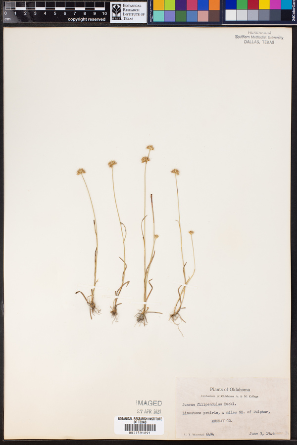 Juncus filipendulus image