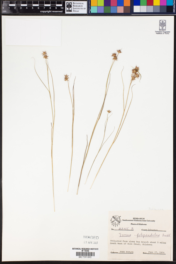 Juncus filipendulus image