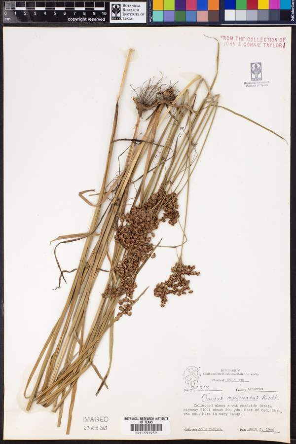 Juncus marginatus image