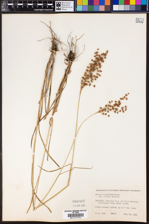 Juncus marginatus image